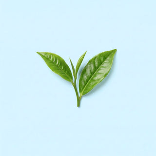 Green Tea Leaf