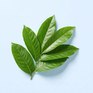 Banaba Leaf