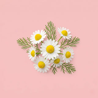 Chamomile Flower 
