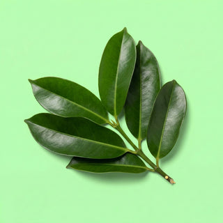 Garcinia Cambogia Leaf