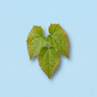 Horny Goat Weed Extract