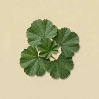Malva Leaf