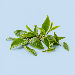 Dihydromyricetin (DHM)(Vine Tea Leaf Extract)
