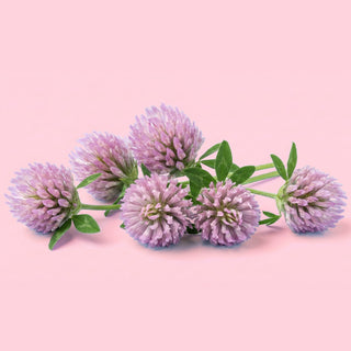 Red Clover Aerial Parts