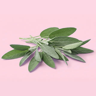 Sage Leaf 