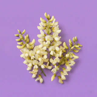 Quercetin Phytosome Extract (Flower)