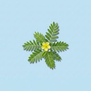 Tribulus Terrestris